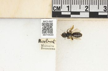 Media type: image;   Entomology 773533 Aspect: Labels